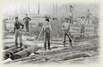 Floating logs on the river